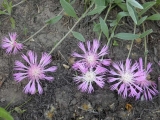 Василёк сумской (лат. Centaurea sumensis)